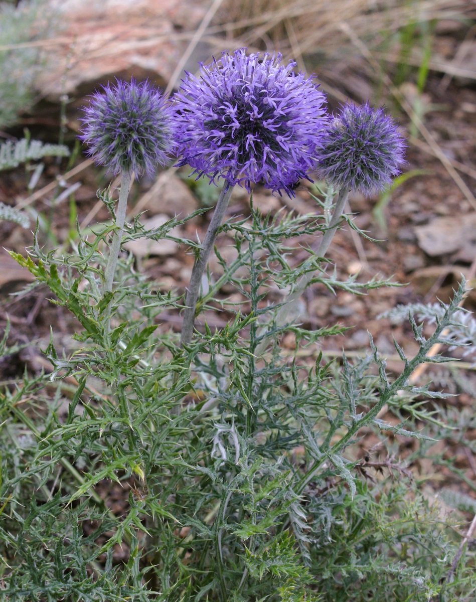Изображение особи Echinops ruthenicus.