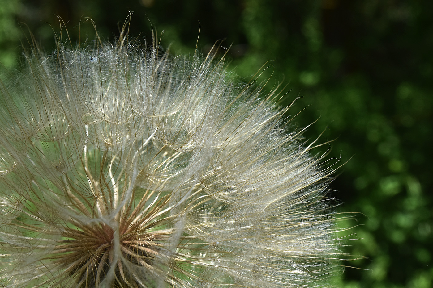 Image of Tragopogon orientalis specimen.
