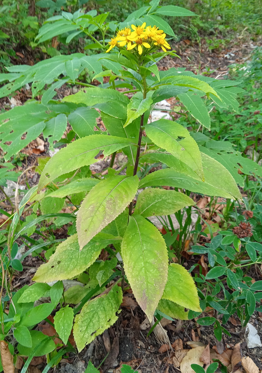 Изображение особи Senecio propinquus.