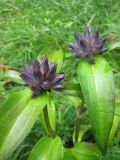 Gentiana macrophylla. Зацветающие растения. Иркутская обл., Бодайбинский р-н, долина р. Кадали, лесная поляна. Август, 2010 г.