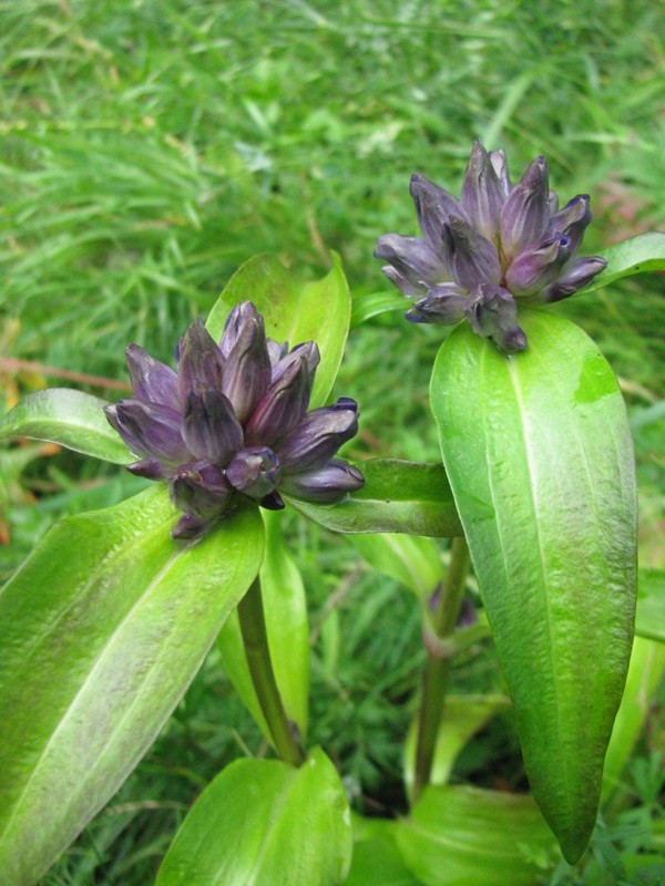 Image of Gentiana macrophylla specimen.