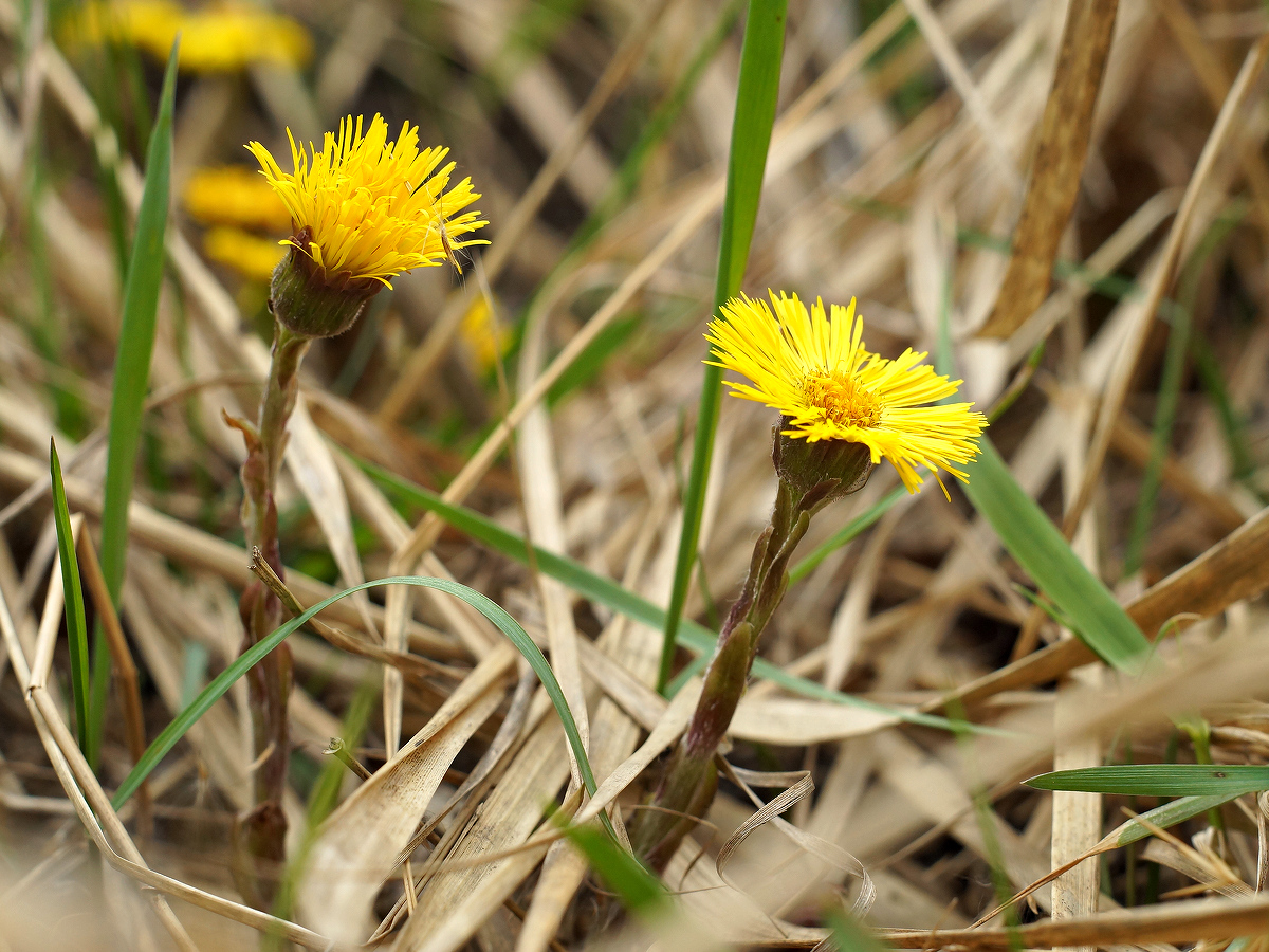 Изображение особи Tussilago farfara.