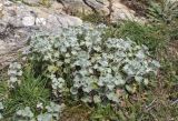 Marrubium vulgare