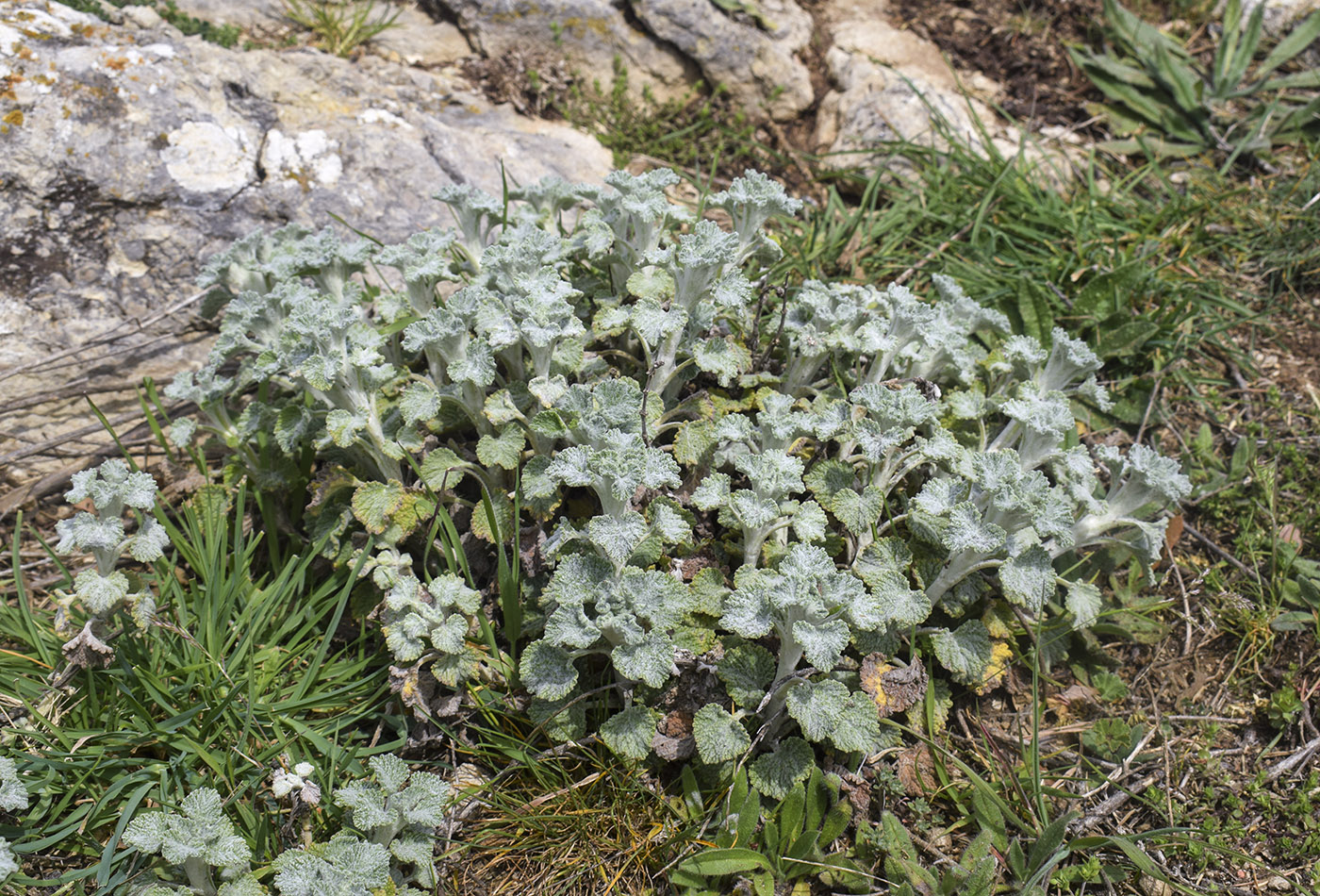 Изображение особи Marrubium vulgare.