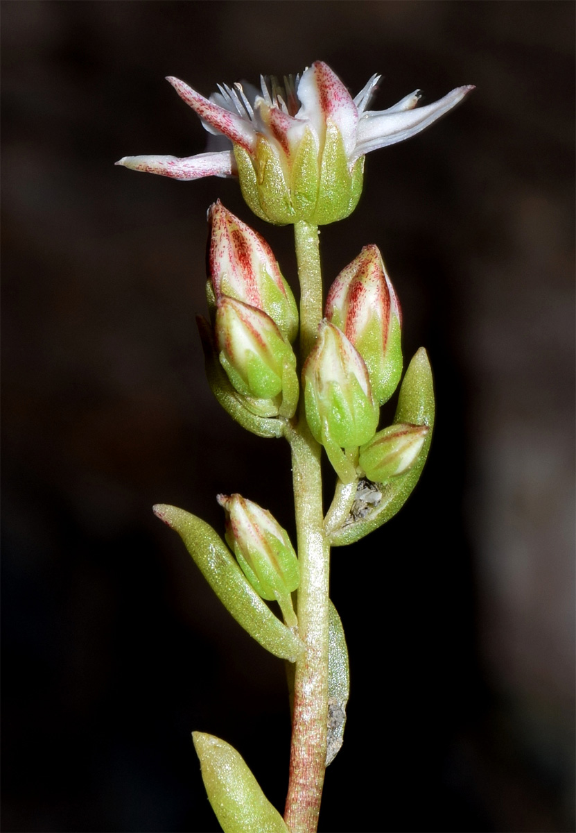 Image of Rosularia alpestris specimen.