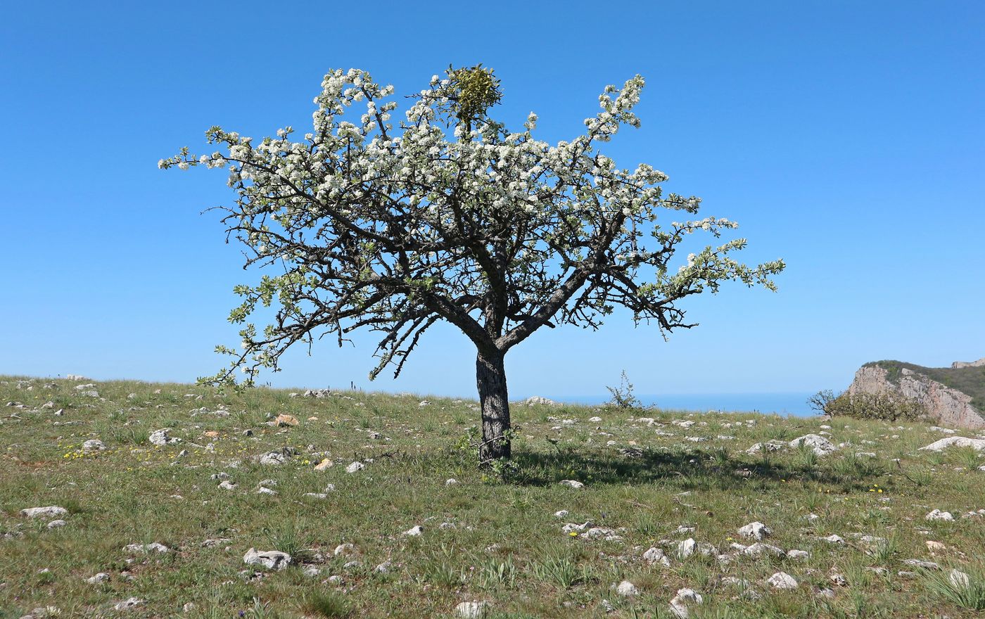 Image of Pyrus elaeagrifolia specimen.