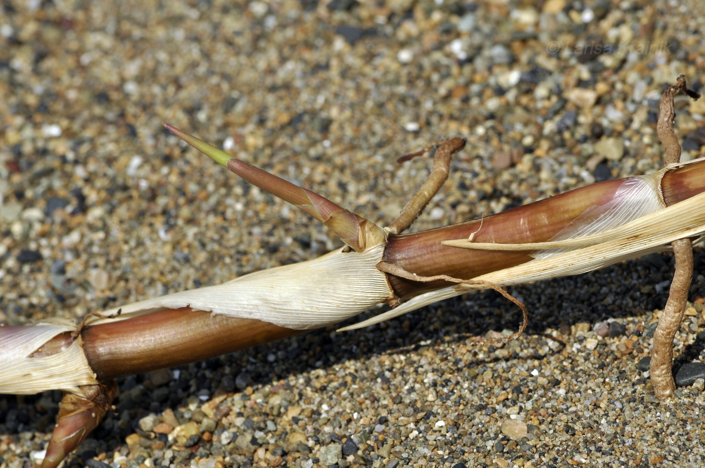 Image of genus Phragmites specimen.