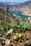 Ceratocephala platyceras. Цветущие растения. Крым, Балаклава, приморские склоны. 24 марта 2011 г.
