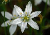 род Ornithogalum. Цветок. Московская обл., Раменский р-н, окр. дер. Хрипань, садовый участок. 30.05.2025.