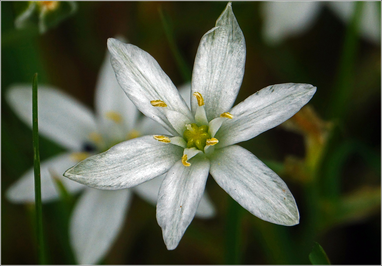 Изображение особи род Ornithogalum.