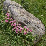 Sedum spurium