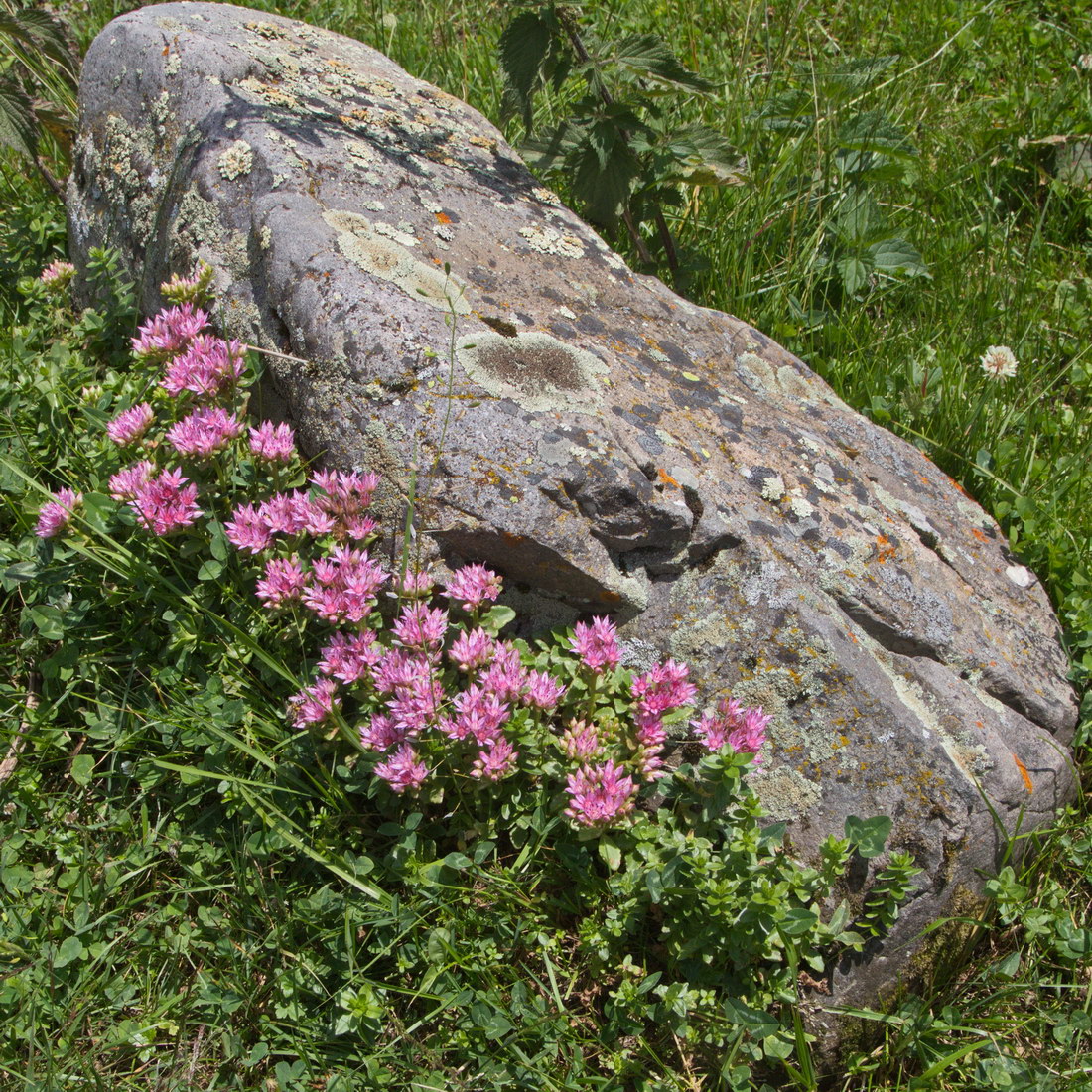 Изображение особи Sedum spurium.
