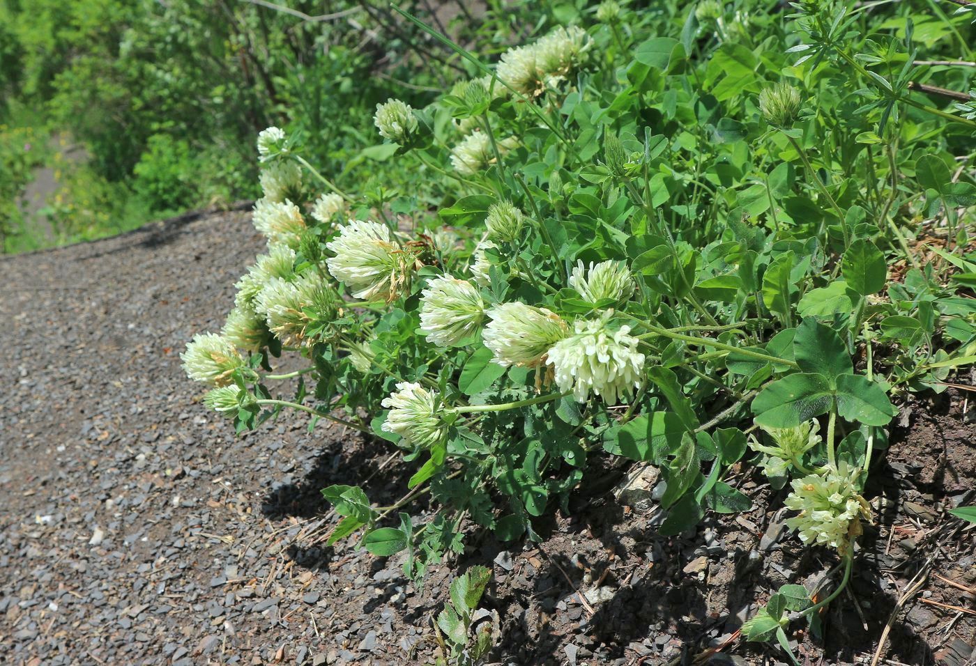 Image of Trifolium canescens specimen.