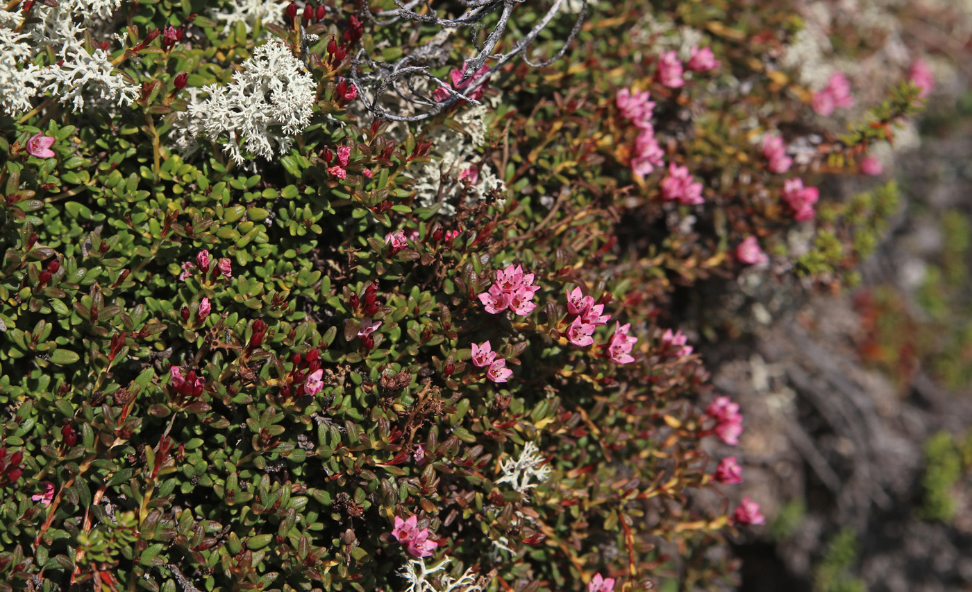 Image of Loiseleuria procumbens specimen.