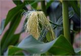 Zea mays. Рыльца пестиков и часть листа. Московская обл., Раменский р-н, окр. дер. Хрипань, садовый участок. 02.08.2025.