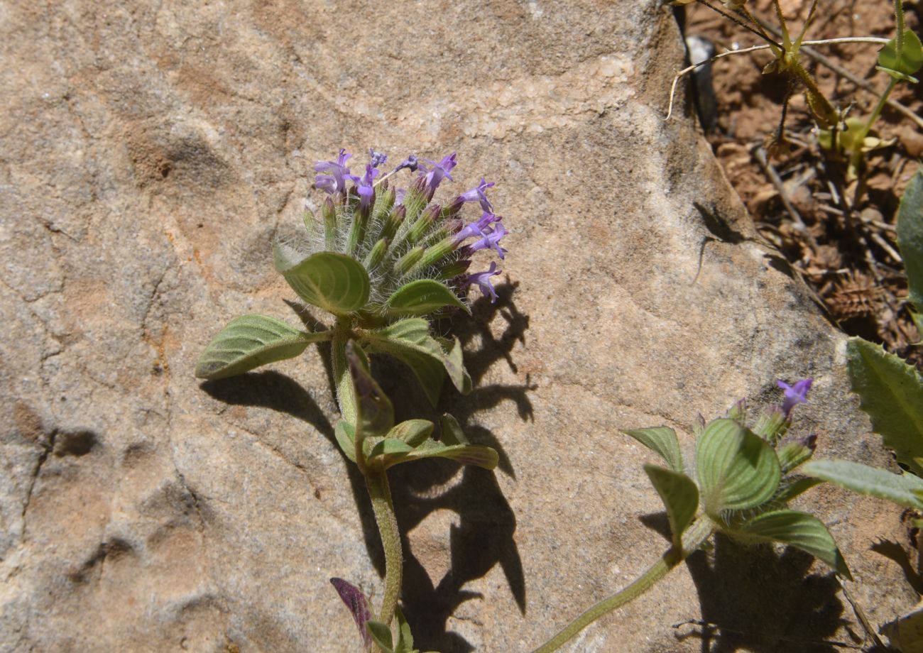 Image of Ziziphora capitata specimen.