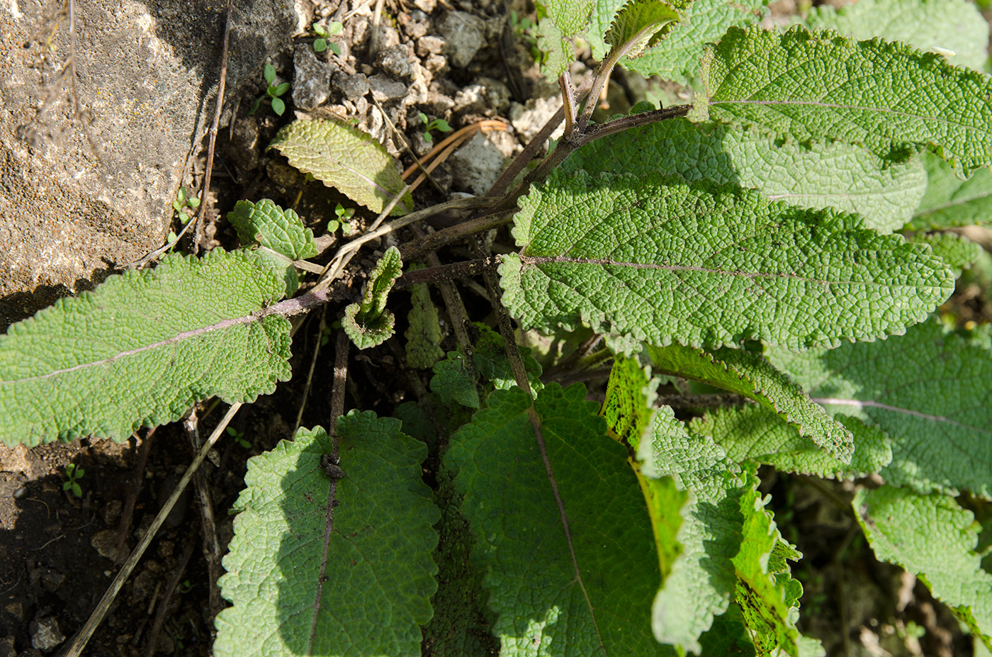 Image of Salvia stepposa specimen.