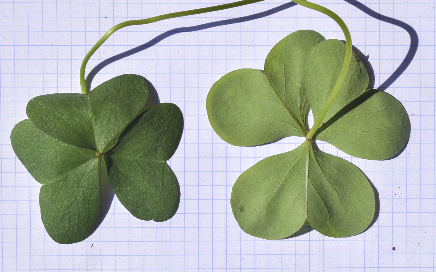 Изображение особи Oxalis debilis.