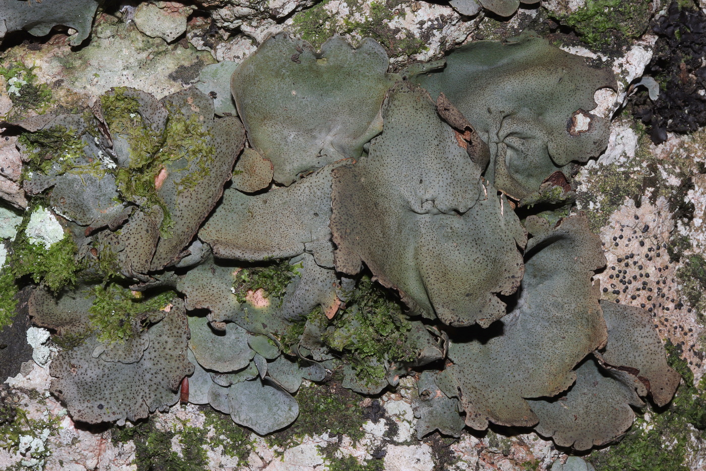 Image of Dermatocarpon miniatum specimen.