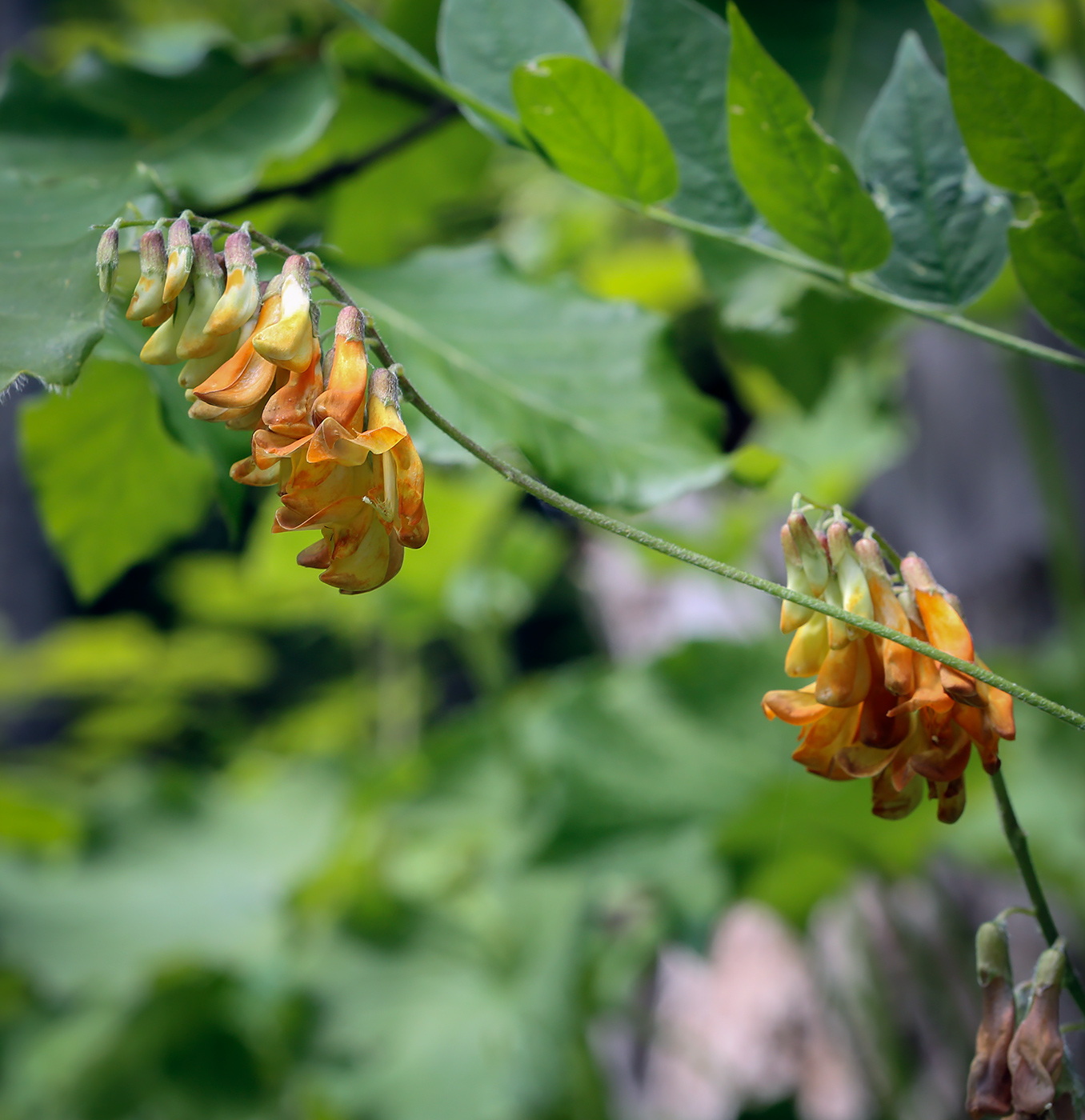 Изображение особи Vicia crocea.