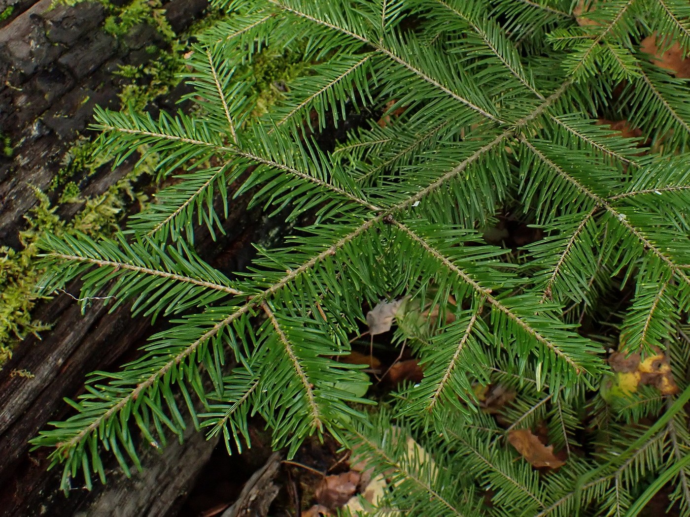 Изображение особи Abies nephrolepis.