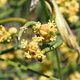 Ephedra distachya. Терминальная часть ветви, несущей микростробилы со спороносящими пыльниками. Ульяновская обл., Мелекесский р-н, окр. пос. Вишенка, дол. р. Бирля (высокий правый берег), ковыльно-разнотравная степь. 31.05.2024.