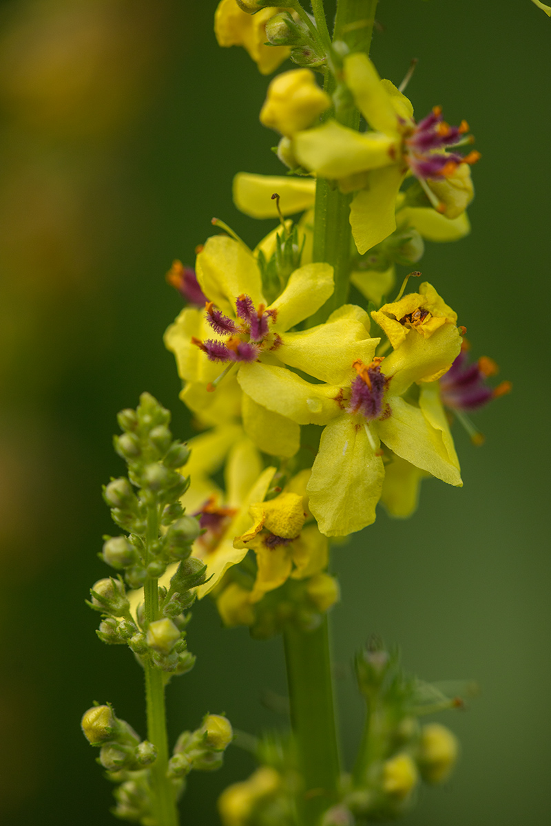 Изображение особи род Verbascum.