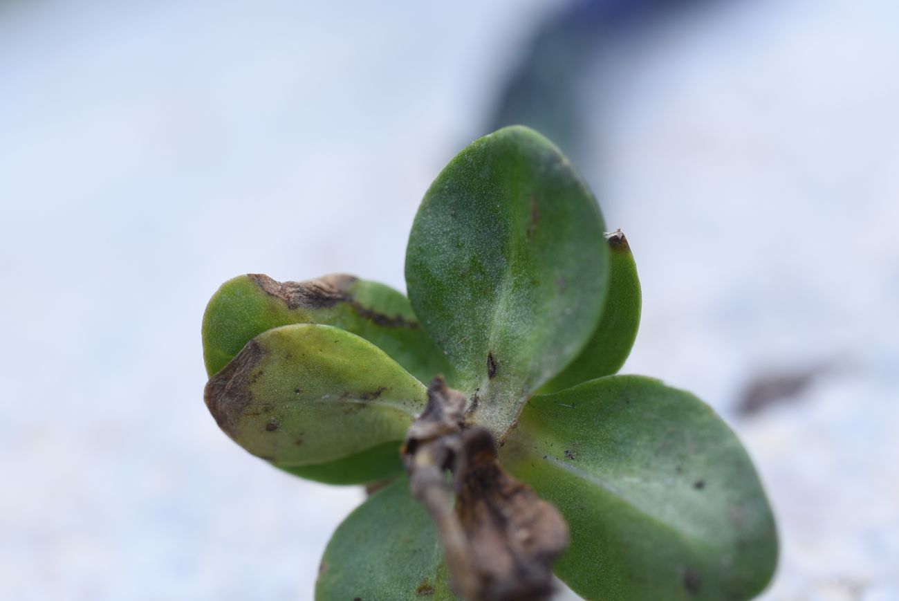 Изображение особи Gentiana pontica.