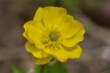 Ranunculus sulphureus