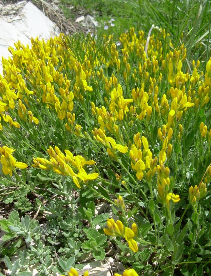 Image of Genista humifusa specimen.