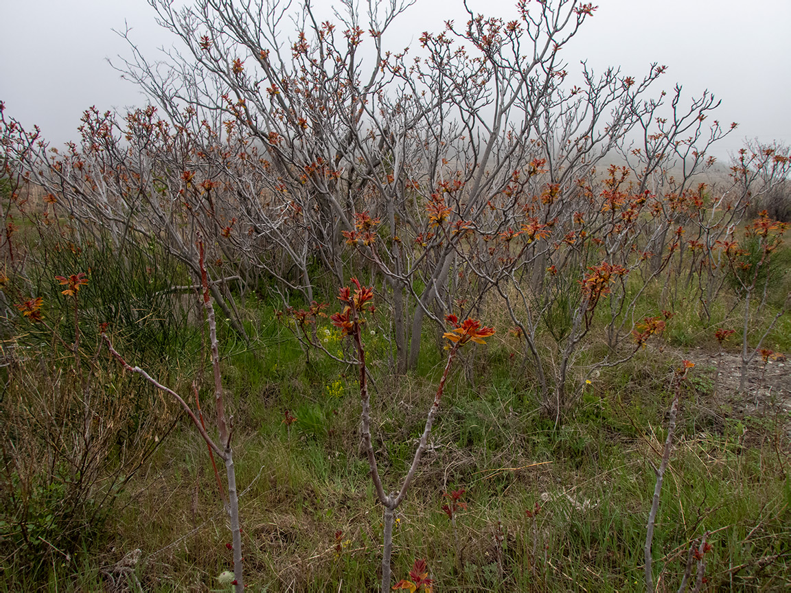 Изображение особи Ailanthus altissima.