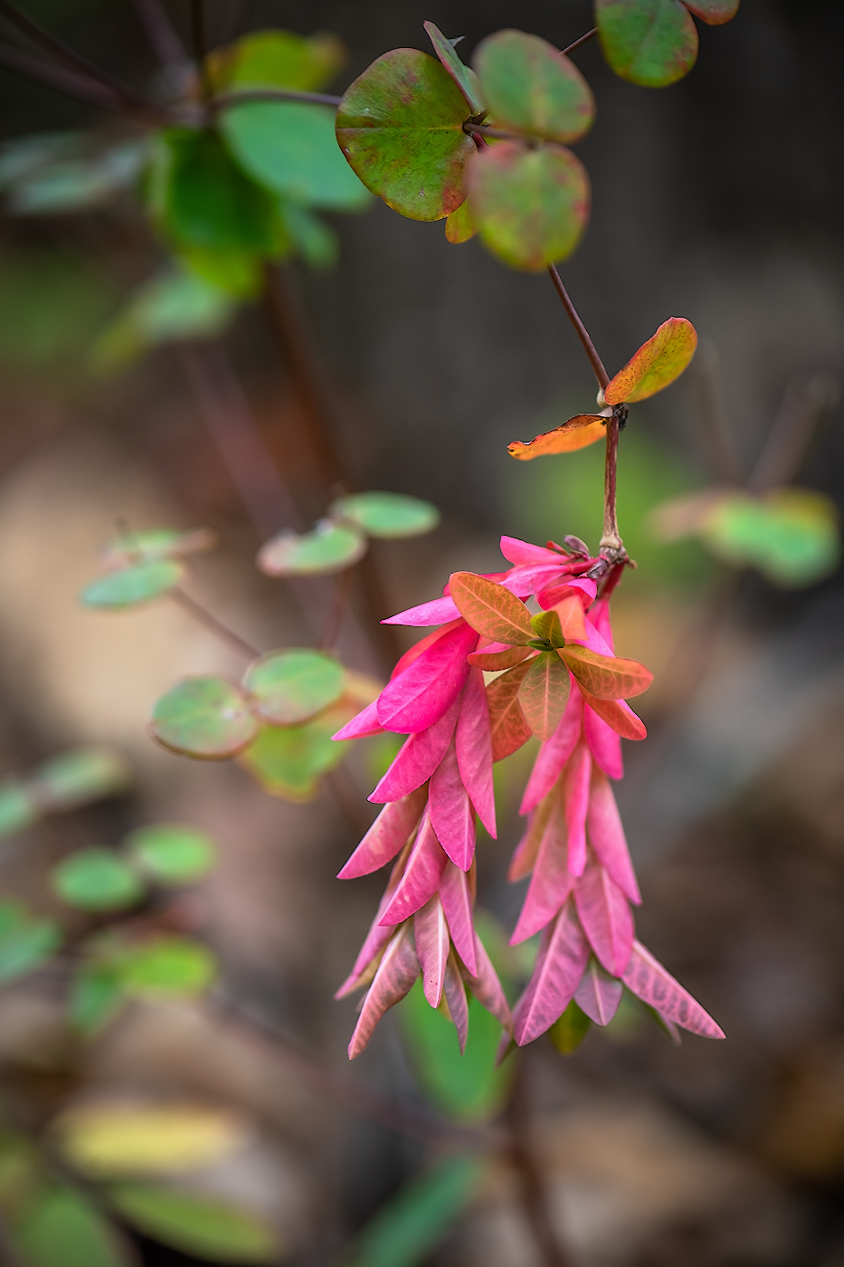 Изображение особи род Euphorbia.