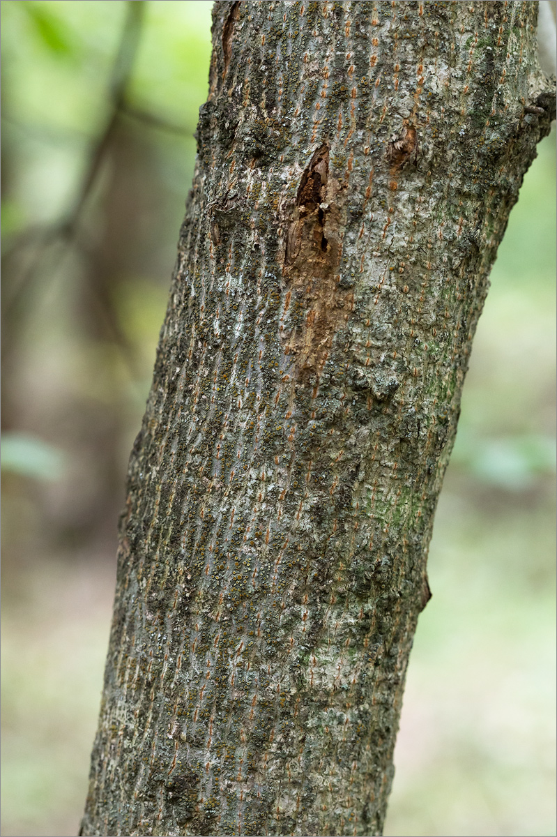 Изображение особи Acer campestre.