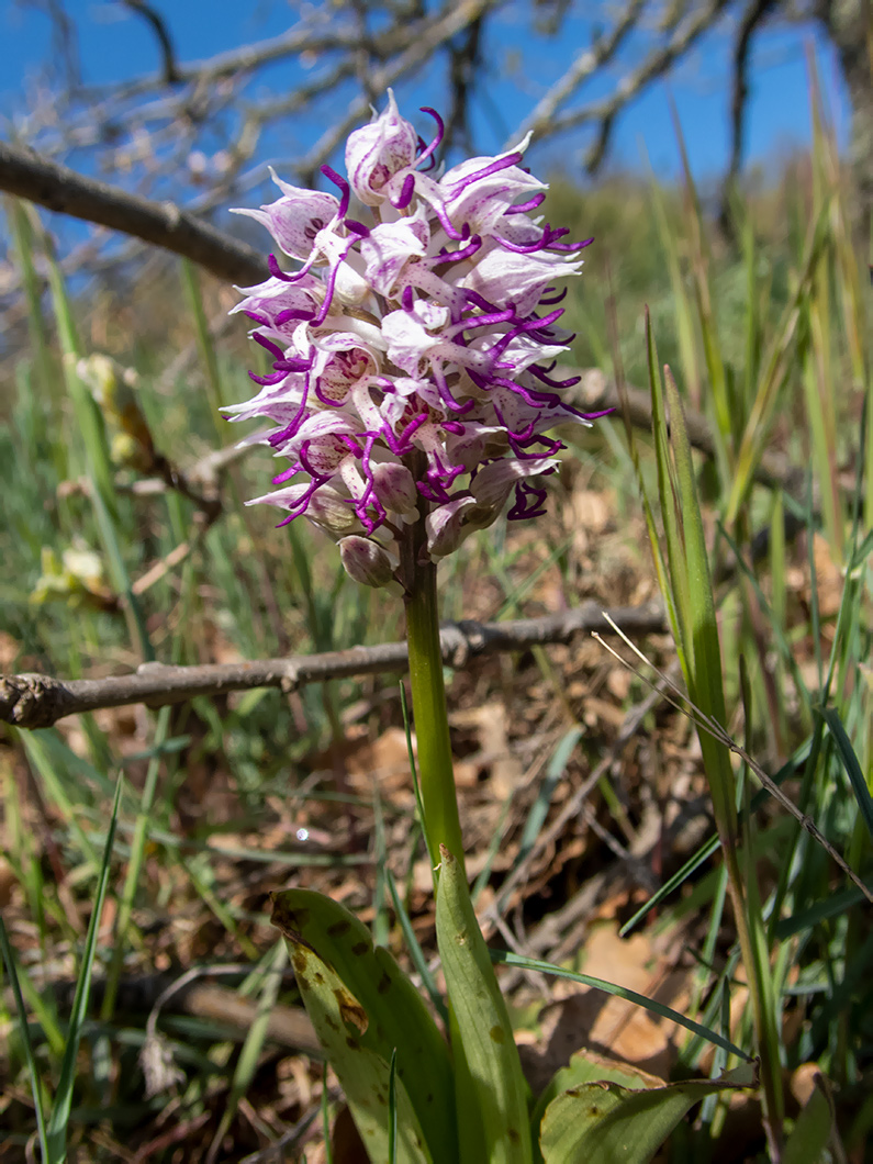 Image of Orchis simia specimen.