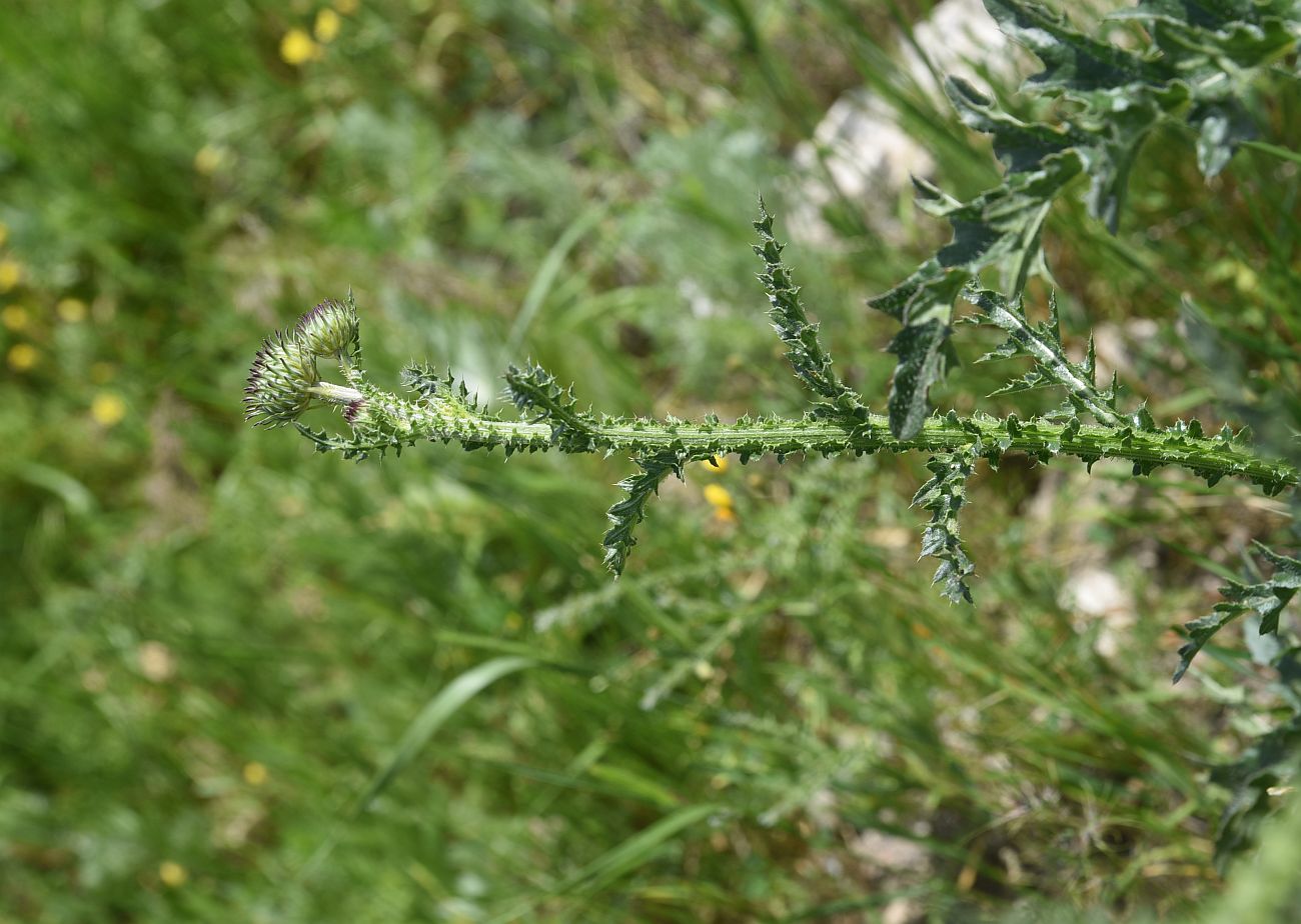 Image of Carduus acanthoides specimen.