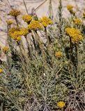 Helichrysum italicum. Верхушки побегов с соцветиями. Португалия, округ Лейрия, пос. Назаре, песчаный пляж. 07.08.2025.