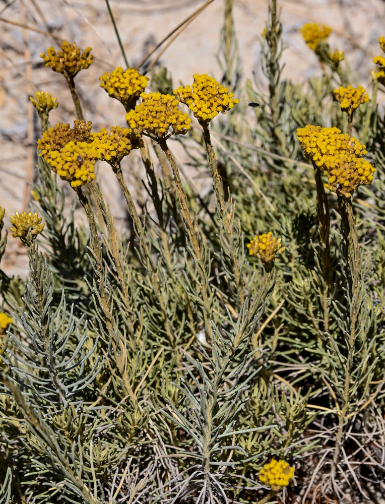 Image of Helichrysum italicum specimen.