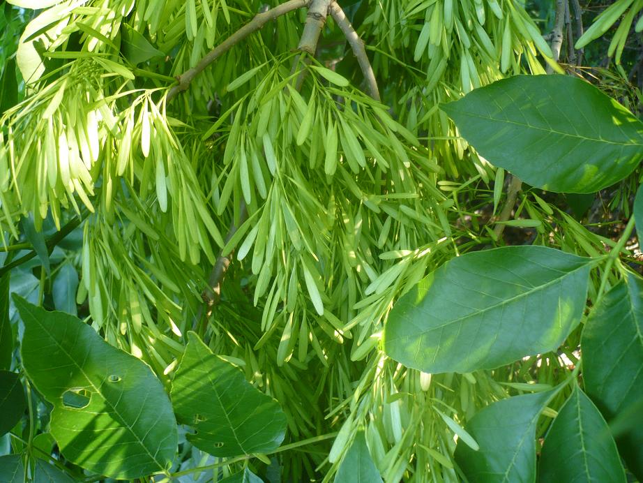 Image of Fraxinus pennsylvanica specimen.