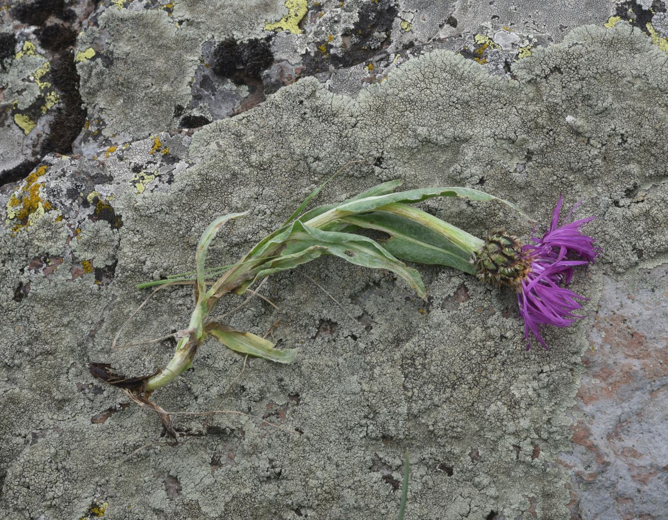 Image of Centaurea willdenowii specimen.