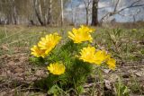 Adonis vernalis. Цветущее растение. Томская обл., Кожевниковский р-н, окр. с. Уртам, разреженный березняк. 07 мая 2026 г.