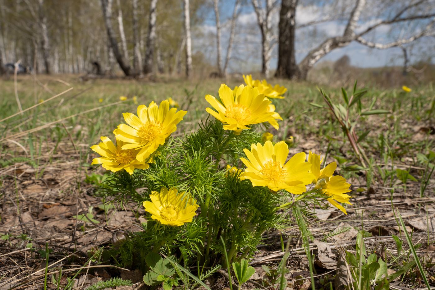 Изображение особи Adonis vernalis.