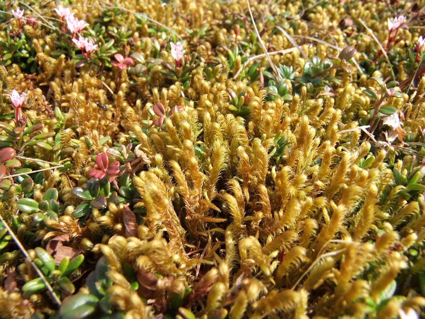 Image of Rhytidium rugosum specimen.