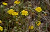 Смотреть изображение Andryala glandulosa