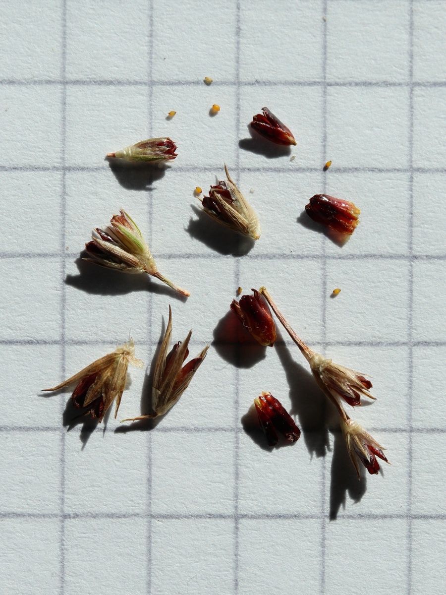 Изображение особи Juncus ambiguus.