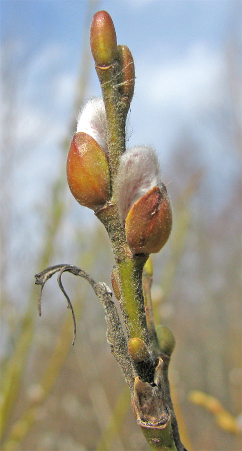 Image of Salix × eriophora specimen.