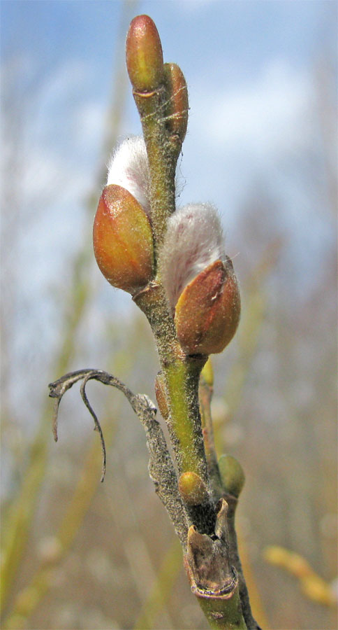 Изображение особи Salix &times; eriophora.