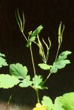 Chelidonium majus. Веточка с соплодиями и бутонизирующим соцветием. Ленинградская обл., Кировский р-н, пос. Дачное, дачный участок, у стены сарая. 19.06.2026.