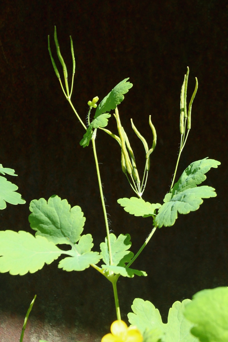 Изображение особи Chelidonium majus.