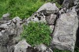 genus Salix