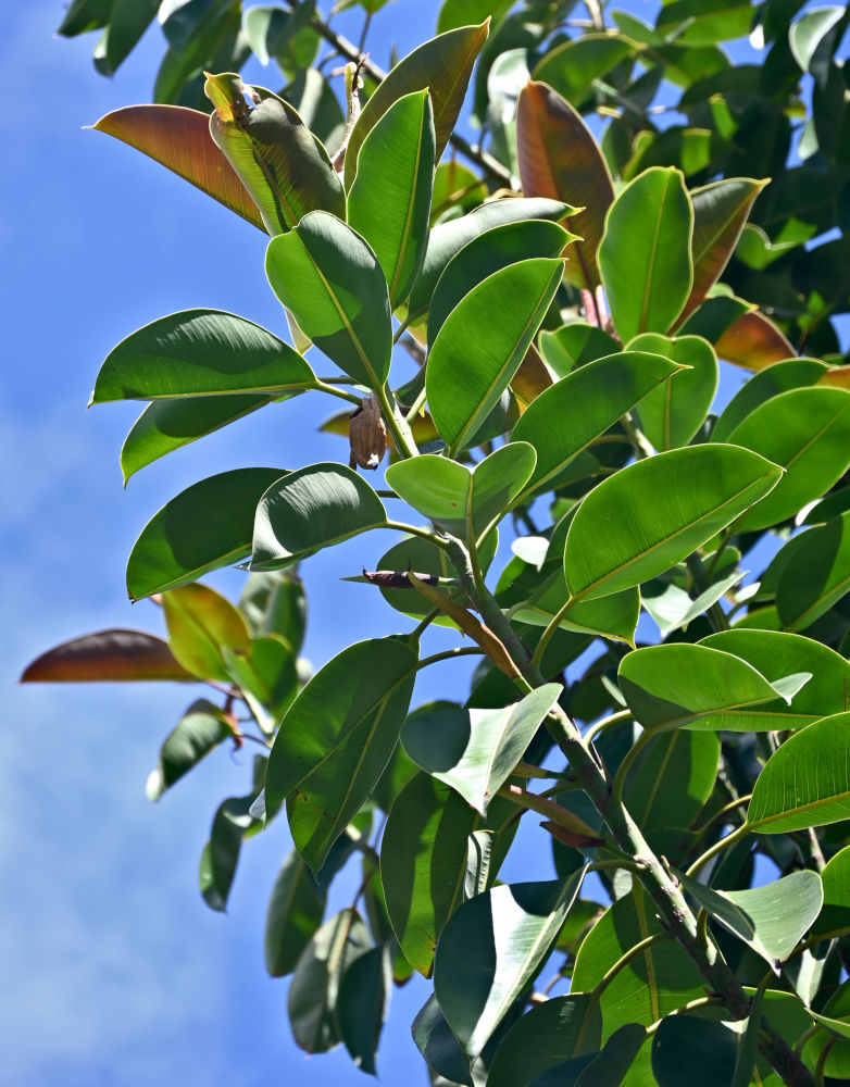 Image of Ficus elastica specimen.